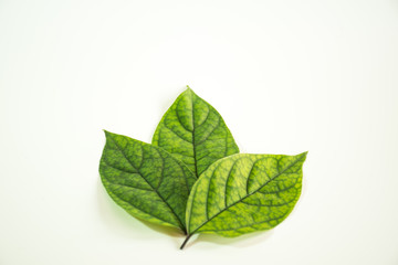 Naklejka na ściany i meble Close up view of the vertical leaf pattern. 