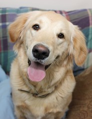 ADORABLE GOLDEN RETRIEVER PUPPY