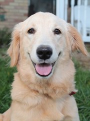 ADORABLE GOLDEN RETRIEVER PUPPY