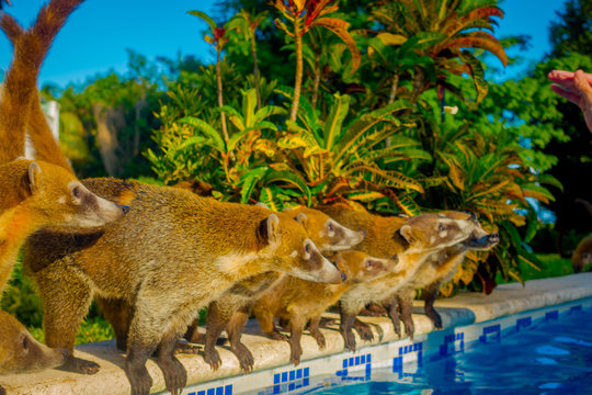 Outdoor View Of Small Mammals Family In The Border Of A Swimming Pool Ready To Drink Water, Located Inside Of A Hotel In PLaya Del Carmen At Caribbean Sea In Mexico