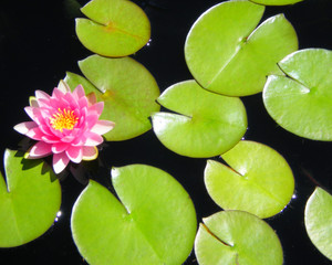 Pink Blooming Lotus Flower and Lily Pads Floating in Pond