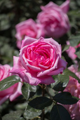 Blooming beautiful colorful roses in the garden