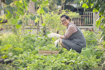 Naklejka na ściany i meble asian woman toothy smiling face in home gardening working