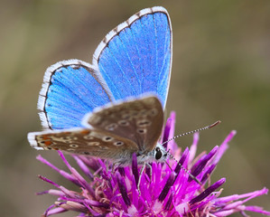 Sch&ouml;ner Himmelblauer Bl&auml;uling sitzt auf violetter Blume und saugt Nektar