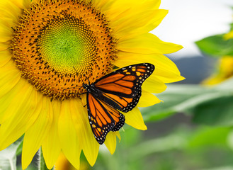 Naklejka premium Monarch Butterfly on Sunflower 