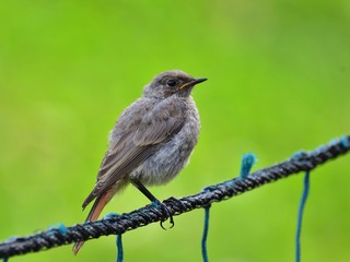 Young black redstart (Phoenicurus ochruros) on green background
