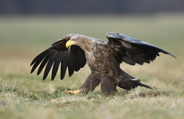 White tailed eagle (Haliaeetus albicilla)