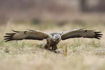 Common buzzard (Buteo buteo)