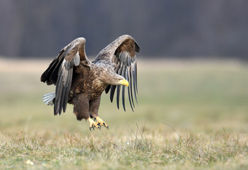 White tailed eagle (Haliaeetus albicilla)