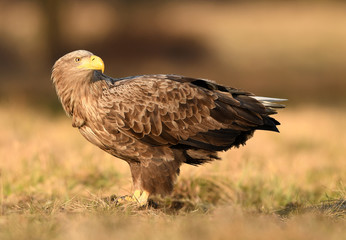 White tailed eagle (Haliaeetus albicilla)
