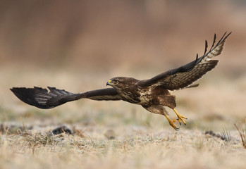 Common buzzard (Buteo buteo)