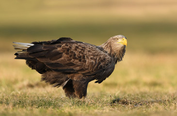 White tailed eagle (Haliaeetus albicilla)