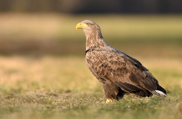 White tailed eagle (Haliaeetus albicilla)