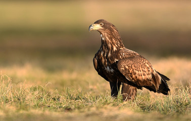 White tailed eagle (Haliaeetus albicilla)