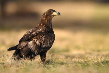White tailed eagle (Haliaeetus albicilla)