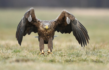 White tailed eagle (Haliaeetus albicilla)