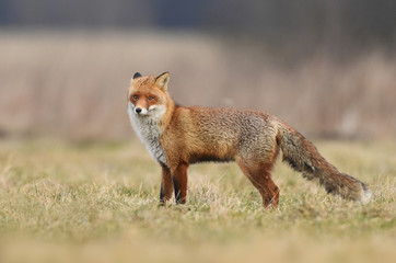 Fox (Vulpes vulpes)