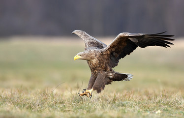 White tailed eagle (Haliaeetus albicilla)