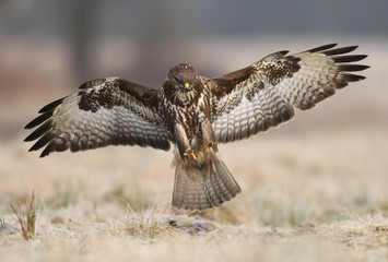 Common buzzard (Buteo buteo)
