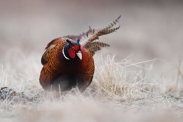 Ringneck Pheasant (Phasianus colchicus)