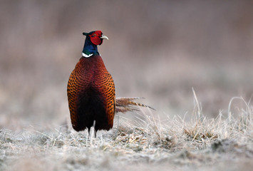 Ringneck Pheasant (Phasianus colchicus)