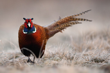 Ringneck Pheasant (Phasianus colchicus)