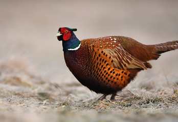 Ringneck Pheasant (Phasianus colchicus)