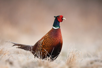 Fototapeta premium Ringneck Pheasant (Phasianus colchicus)