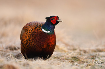 Ringneck Pheasant (Phasianus colchicus)