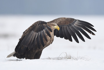 White tailed eagle (Haliaeetus albicilla)