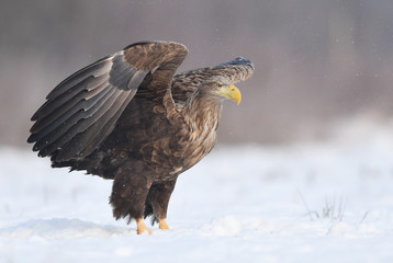 White tailed eagle (Haliaeetus albicilla)