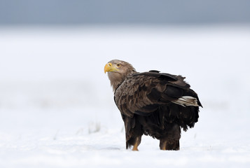 White tailed eagle (Haliaeetus albicilla)