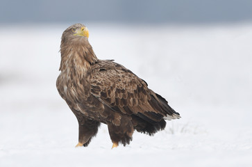 White tailed eagle (Haliaeetus albicilla)
