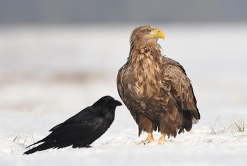 White tailed eagle (Haliaeetus albicilla)