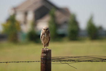 Burrowing Owl along the road