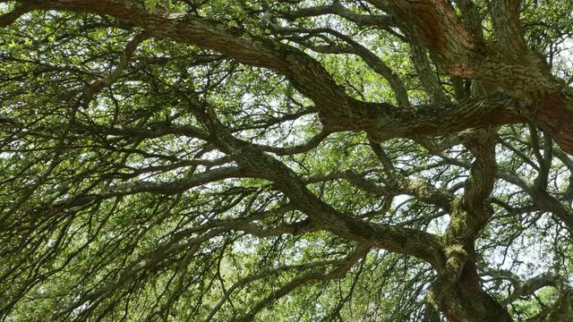 3880 Large Tree with Intersting Branches, 4K