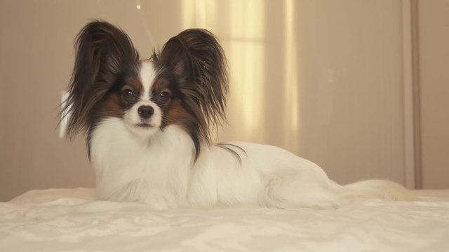 Young dog breeds Papillon Continental Toy Spaniel lies on bed and looks around stock footage video