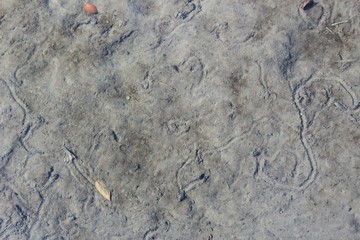Mud has accumulated on a creek bed 