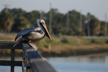 Pelican on the Dock