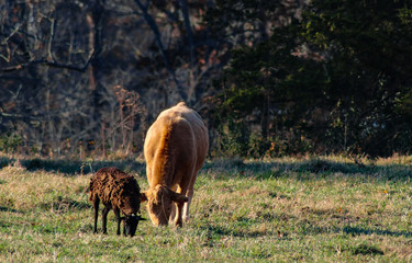 Cow and goat grazing together in field with trees in background