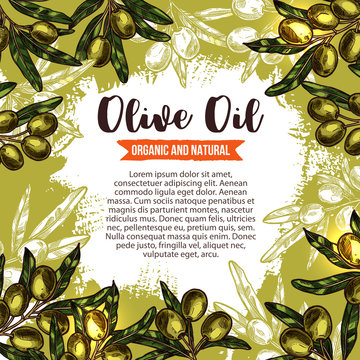 Green olive branch poster for oil label design