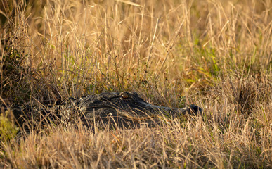 alligator hides from you in a grassy meadow at sunset