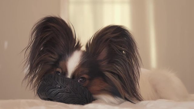 Young dog breeds Papillon Continental Toy Spaniel gnaws rubber tire - a fun tire changer stock footage video