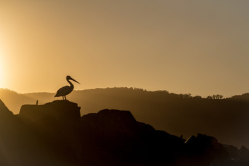 pelican silouetted agains orange sky