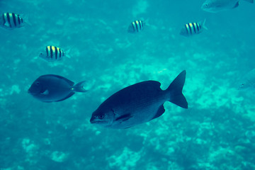 Fototapeta premium Peces en el mar