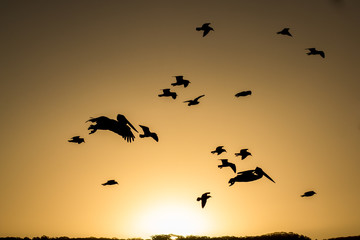 Pelican and other sea birds flying silhouetted against orange sky