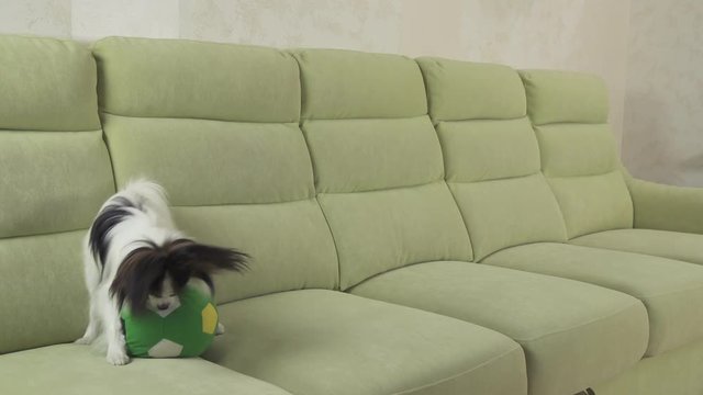 Young dog breeds Papillon Continental Toy Spaniel dog catches big ball and plays stock footage video