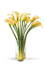 Yellow calla lily flower in vase isolated on white background with cliping path