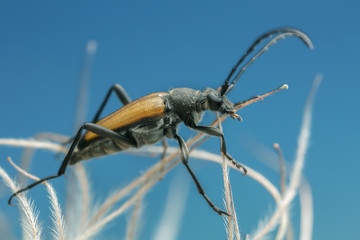 Longhorn beetle, Anastrangalia sanguinolenta
