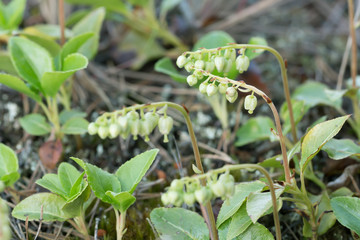 Greenflowered wintergreen, Pyrola chlorantha plants